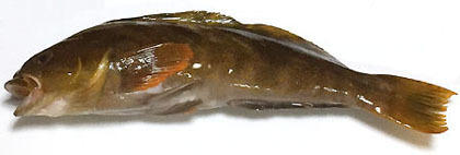 アイナメの刺身: 釣りバカ男の手料理