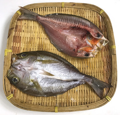 イサキの一夜干し 釣りバカ男の手料理