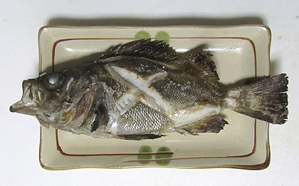 眼張 メバル 釣りバカ男の手料理