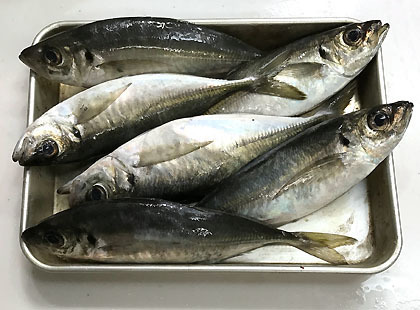 鯵 アジ 釣りバカ男の手料理